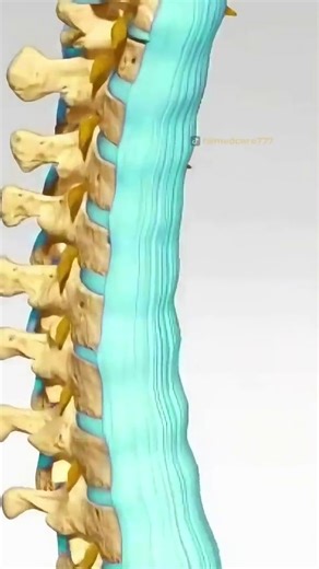 5.3K views · 46 reactions | Cervical Disc Replacement Surgery (3D Animation) #cervical #disc #replacement #cervicaldisc #cervicalcancer #cervicalpillow #surgery #surgeon #neck #bone #medical3danimation #3dmedicalanimation | Surgery Page | Facebook