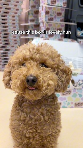 40K views · 1.3K reactions | The hashtag major giveaway box hun!!...