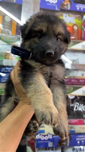 Gsd female full double coat going to new home @NAPetsmorena
