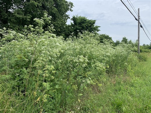 The highly poisonous plant spreading throughout Ohio; how to recognize and get rid of it