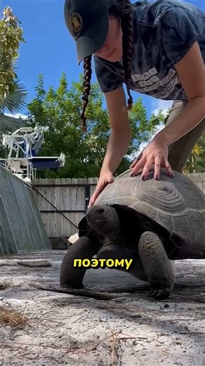Вы не знали этого о черепахах! #животные #наука #shorts