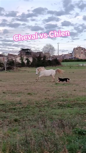 #cheval vs Chien 😂 #horse #poney #pourtoi #equestrian