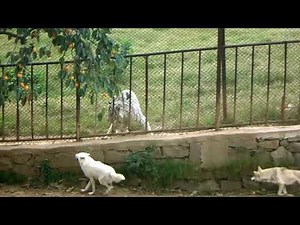 Bengal Tiger vs White Wolf ！