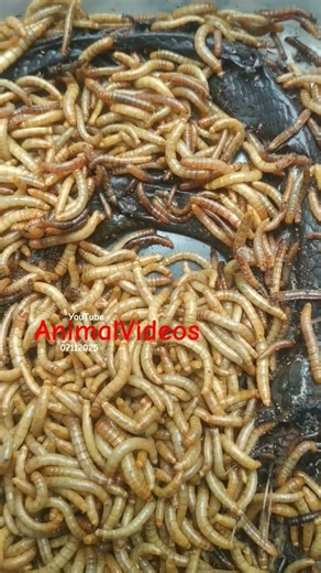 Unbelievable! Baby Cobra Changes After Being Eaten by Mealworms (120 Hours Observation)