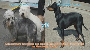 Comparing Dandie Dinmont Terrier and Manchester Terrier: Breeds Unleashed