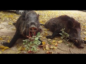 chasse sanglier 2025