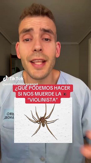 Cómo actuar ante la picadura de la araña violinista