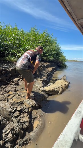 JasonCrocodileTours on Instagram: "🇨🇷 This is why we are the best tour in town! 🤩 Come and live the real crocodile experience with us! 🐊 🐊 Our tour visit the most important ecosystems in Tárcoles river like the beach, mangroves, nesting and birthing areas. 🌴🌊☀️🚤🌅 🐊 Our tour goes for 1 hour and 40 minutes approximately, and we start every 2 hours since 8:00 am until 4:00 pm, everyday. 📅 🐊 You can do birdwatching and also you have the chance to see lots of other animals during our tour