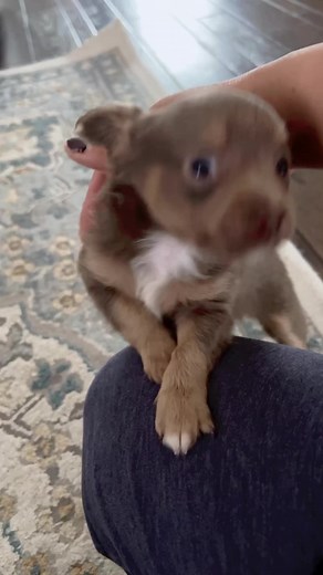 So cute! 🥰 #puppylover #puppy #puppy #cute #chihuahua #adorable #fypシ゚viralシ2023 | The chihuahua family