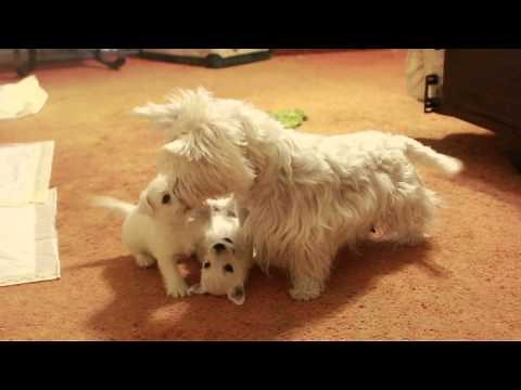 Mother Westie teaches 6 week old puppies