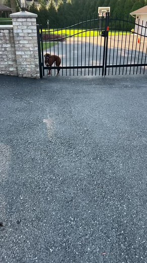 I need the science behind the boxer “kidney bean” or “croissant” as you all call it lol why dey do dat?? #boxerdog