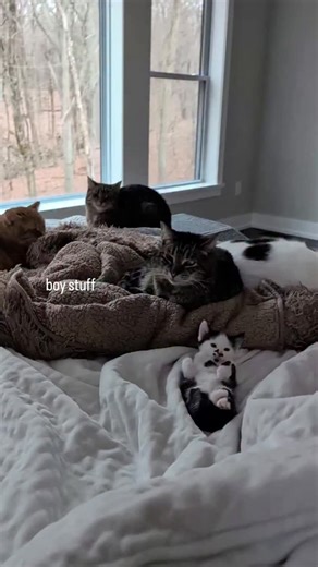 FosterBabyCats on Instagram: "He has integrated seamlessly and he will integrate seamlessly into his next home 🫶🏻 #BabyCats #BottleBabyKitten #KittensOfInstagram #OrphanKitten #TuxedoKitten"