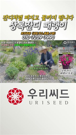 잔디처럼 퍼지고 꽃까지 핍니다 상록 잔디 패랭이 #꽃 #식물 #정원
