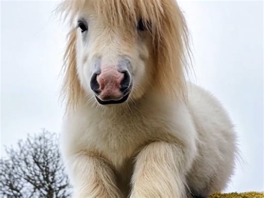 pony马，世界上最小的马种之一