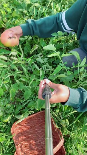 81K views · 2.4K reactions | Manguha ta og kamatis, Jho S Canada  #garden #harvest #organic #tomato #reels #fbreels #fbpage #jhoscanada | Jho S. Canada | Facebook