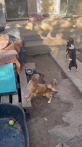 It's a very, very mad world 😆 Small dogs' zoomies! Iris, on the kennel to start, and Emmi, black and white, are still waiting to be noticed. www.barkingmaddogrescue.co.uk | Barking Mad Dog Rescue