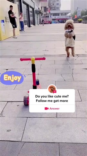 Funnydog on TikTok