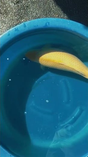 The Super Chubby Yellow Fish: You Won't Believe How Fat!