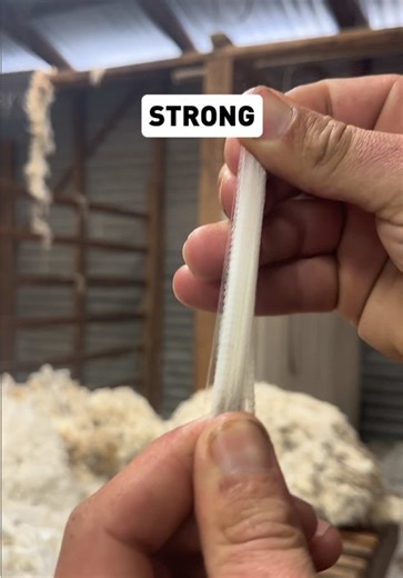 Assessing Fibre Strength in Wool Sorting