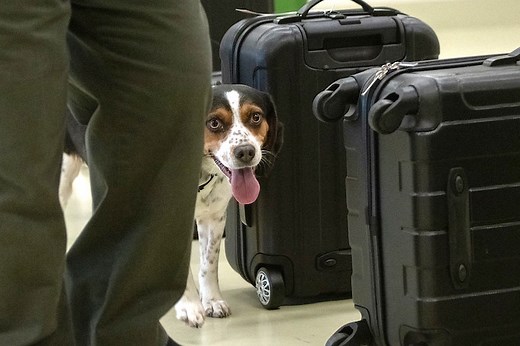 Meet the Beagle Brigade, USDA's Detector Dogs
