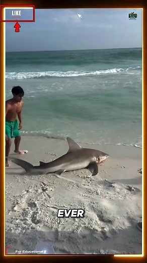 If You See a Shark Stranded on the Beach… Do This First 🦈🌊