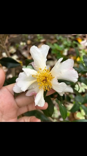 Blooming outside and inside November | Late Bloomer Show