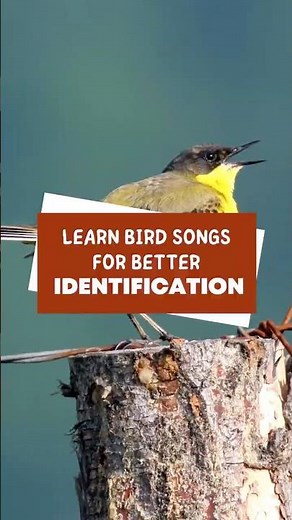 Learn bird songs for better identification #shorts