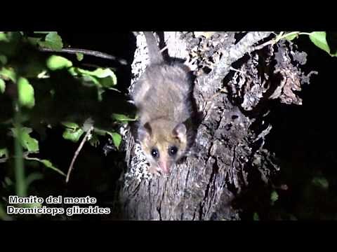 Monito del monte (Dromiciops gliroides)