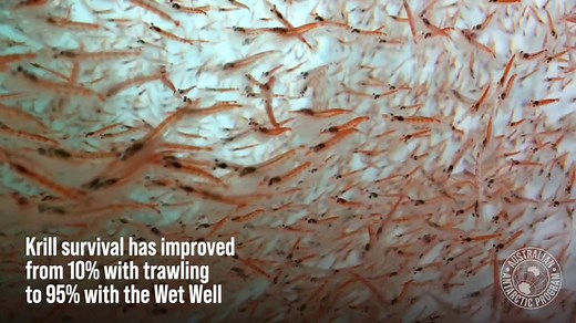 1.2K views · 83 reactions | Antarctic krill are a key species in the Southern Ocean. 戀 They’re dinner for whales, seals and penguins. But we need to know more about how they’ll respond to climate change and changing oceans. And we have big plans on how we can do it  https://www.antarctica.gov.au/news/2022/new-aquarium-under-development-for-antarctic-krill-research/ | Australian Antarctic Program | Facebook