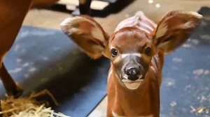Critically rare endangered eastern bongo calf born at Michigan zoo