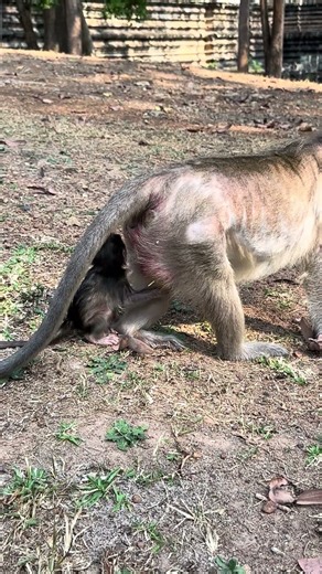 #monkey #entertaininganimals #cute #animallife #baby #babymonkey #animals #funny