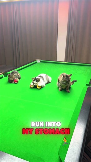 My cats are helping me practice my snooker skills! 🐱🎱🤣 #cat #funny #shorts