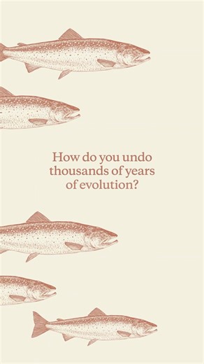 In 2024, Icelandic communities and NGOs called on their government to ban open net salmon farms through one of the country’s biggest ever petitions. Currently, 65% of the population oppose industrial fish farming, yet a new aquaculture bill falls short of the protections needed to safeguard Iceland’s pristine wilderness from this harmful practice. Today is the deadline to submit public comments on the draft bill. Tell the government that industrial fish farming has no place in our wild waters. A