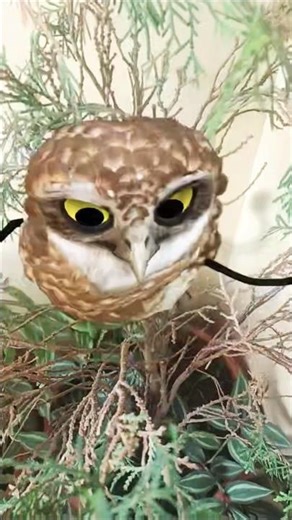 Dancing Owl in Plants 🌿🦉 So Cute & Funny 😂 #Shorts