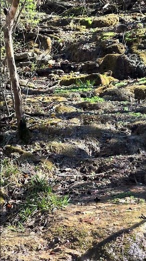 The spring at the Springfield Nature Center, Springfield Missouri #nature #missouri #adventure
