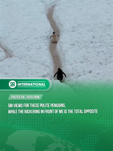 Polite Penguins Making Waves Online!