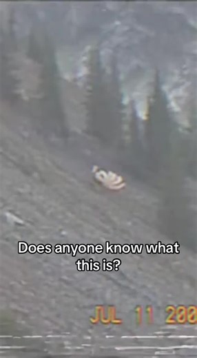 Exploring Cryptid Sightings in 1996 Analog Horror