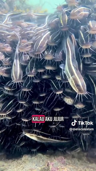 Ikan Sembilang Karang: Keajaiban Formasi Berenang
