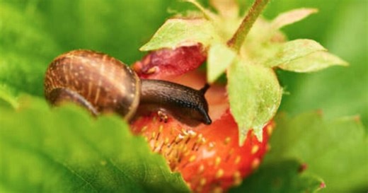 Gardening expert details natural ways to deal with slugs