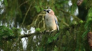 Bird, Jay, Fly, Forest, Animal