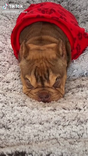 Furious Dog on TikTok