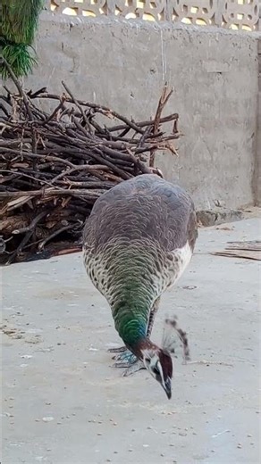 Peahen Bird #shorts