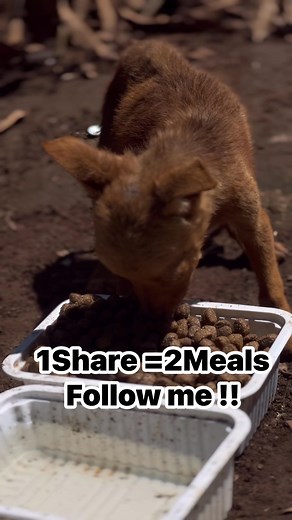 20K views · 2.3K reactions | Help with food and treatment ❤️. . #denmark #copenhagen #danmark #sweden #norway #germany #france #italy #k #travel #love #europe #visitdenmark #usa #nature #canada #photography #uk #danish #spain #photooftheday #australia #finland #scandinavia #benhavn #london #belgium #england | Amos AnimaRescue | Facebook