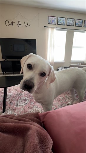 Koda the Lab on TikTok