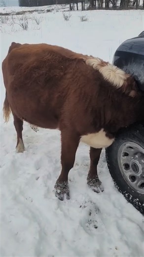 Skyler Golden on Instagram: "Problem solved 🤠😂"