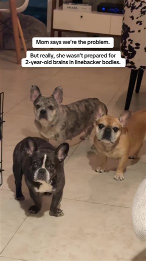 Understanding French Bulldog Behavior: The Real Challenges