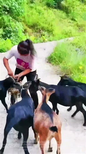 Bamboo sheep masks: innovative protection