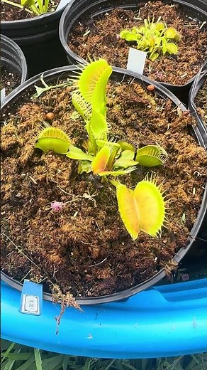 This is what a giant Venus flytrap looks like.