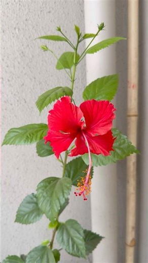 Flowers 🌺 #flower #jasvandplant #hibiscus #jaswand #redflowernane #balconygarden #plantlover