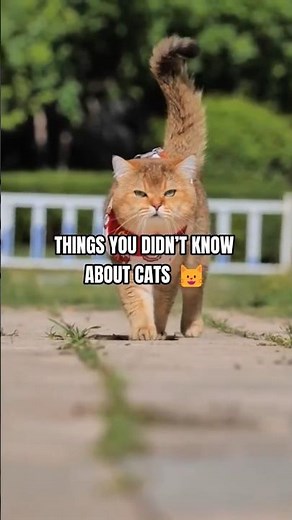 Things You Didn’t Know About Cats 😺